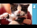 Easy Listening Kitten Bottle Feeding - Kitten Love