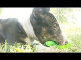 Miniature Bull Terrier Puppies Shake Maracas-