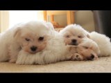 Pile of Sleeping Maltese Puppies