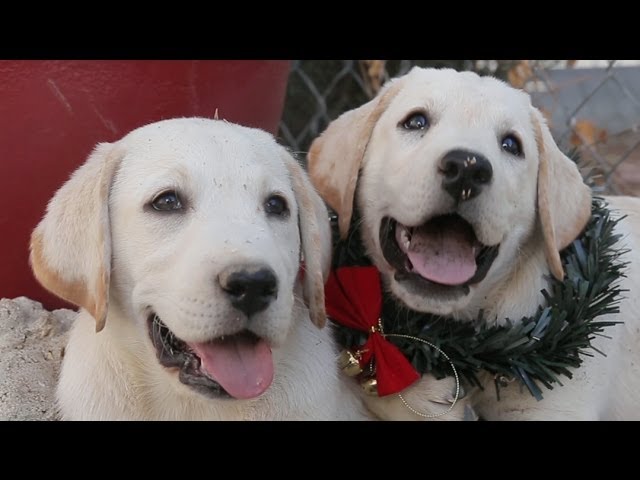 Happy Holidays Lab Puppies