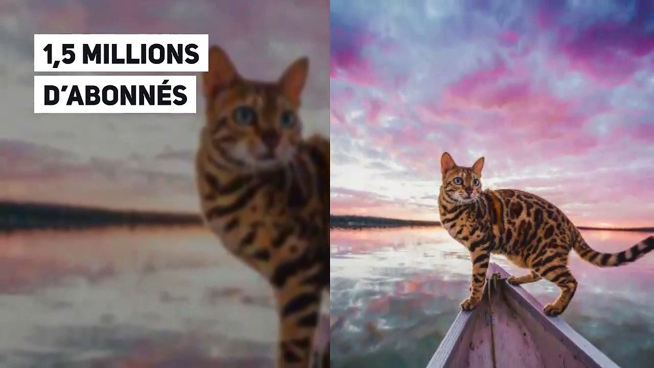 Les chats devenus les vedettes du web