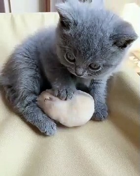 Un beau moment de complicité entre un chaton et une petite souris. Trop chou !