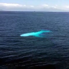 Découvrez Migaloo la célèbre baleine à bosse blanche dans cette belle vidéo !