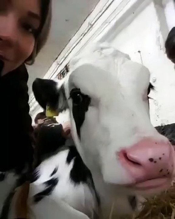 Regarde ce qui se passe à chaque fois que quelqu’un embrasse cette vache !