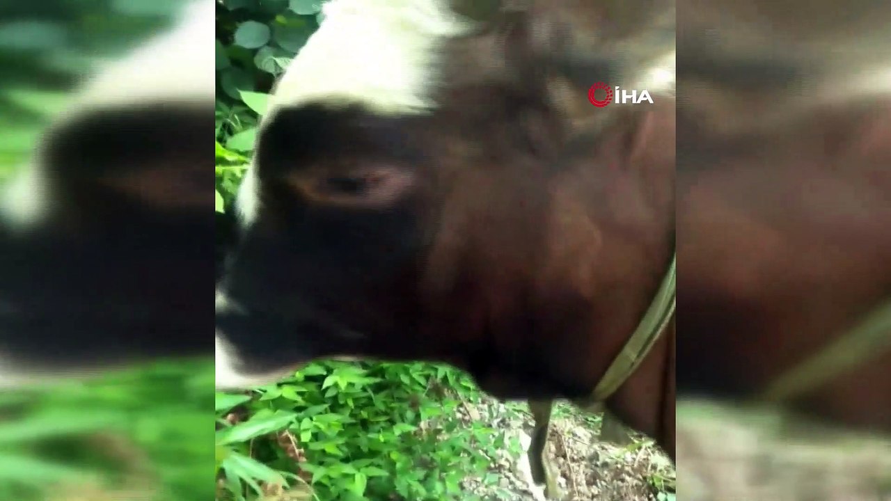 Karadenizli fenomenin fıkra gibi talebi...Eğittiği tosunla gündeme gelen Karadenizli, röportaj talep eden gazetecilerden bir tosun parası istedi