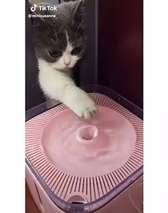 Quand une chatte se prend pour un DJ, voici ce que ça donne !