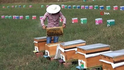 Bakanlık önlem aldı, arı ölümleri azaldı