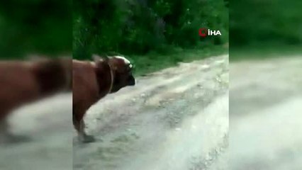 Karadenizli fenomenin fıkra gibi talebi...Eğittiği tosunla gündeme gelen Karadenizli, röportaj...