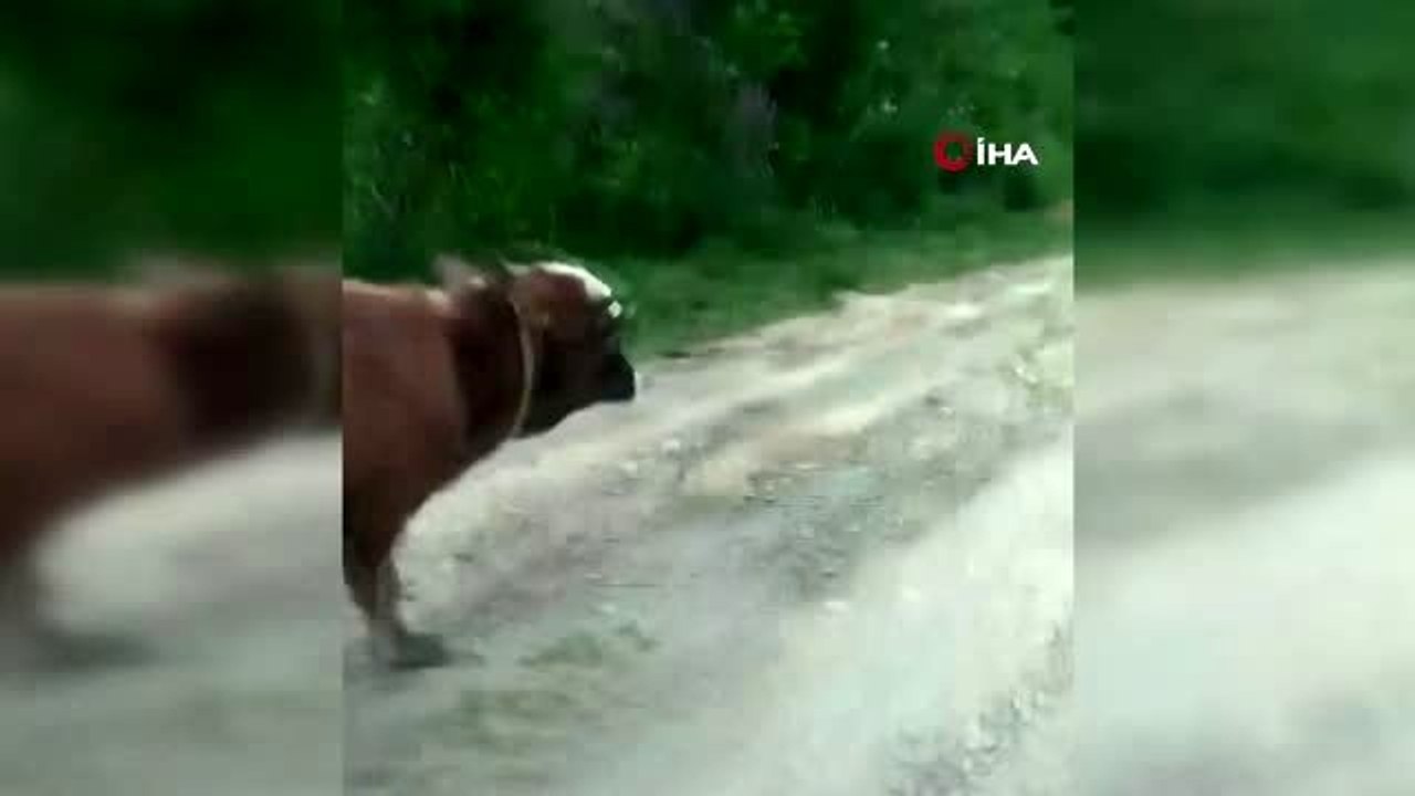Karadenizli fenomenin fıkra gibi talebi...Eğittiği tosunla gündeme gelen Karadenizli, röportaj...