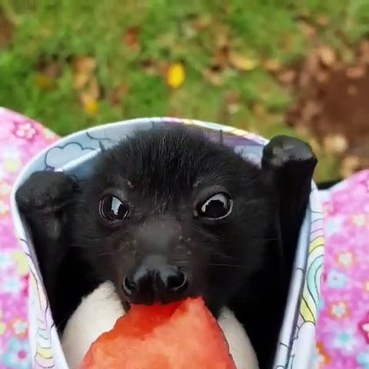 Vous ne verrez pas quelque chose de plus mignon que cette chauve-souris mangeant sa pastèque !