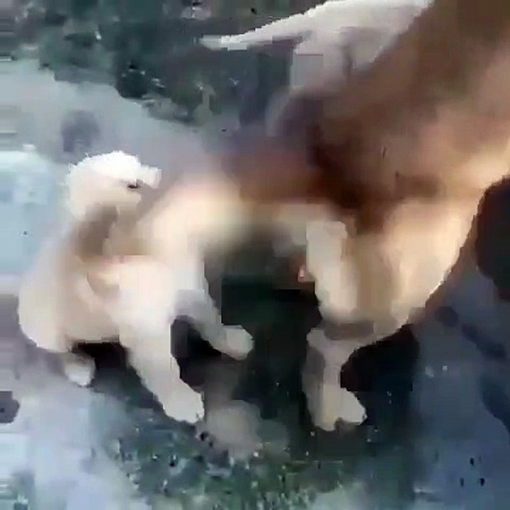 Trop Mignon ! Ce chiot est excité quand il voit sa maman