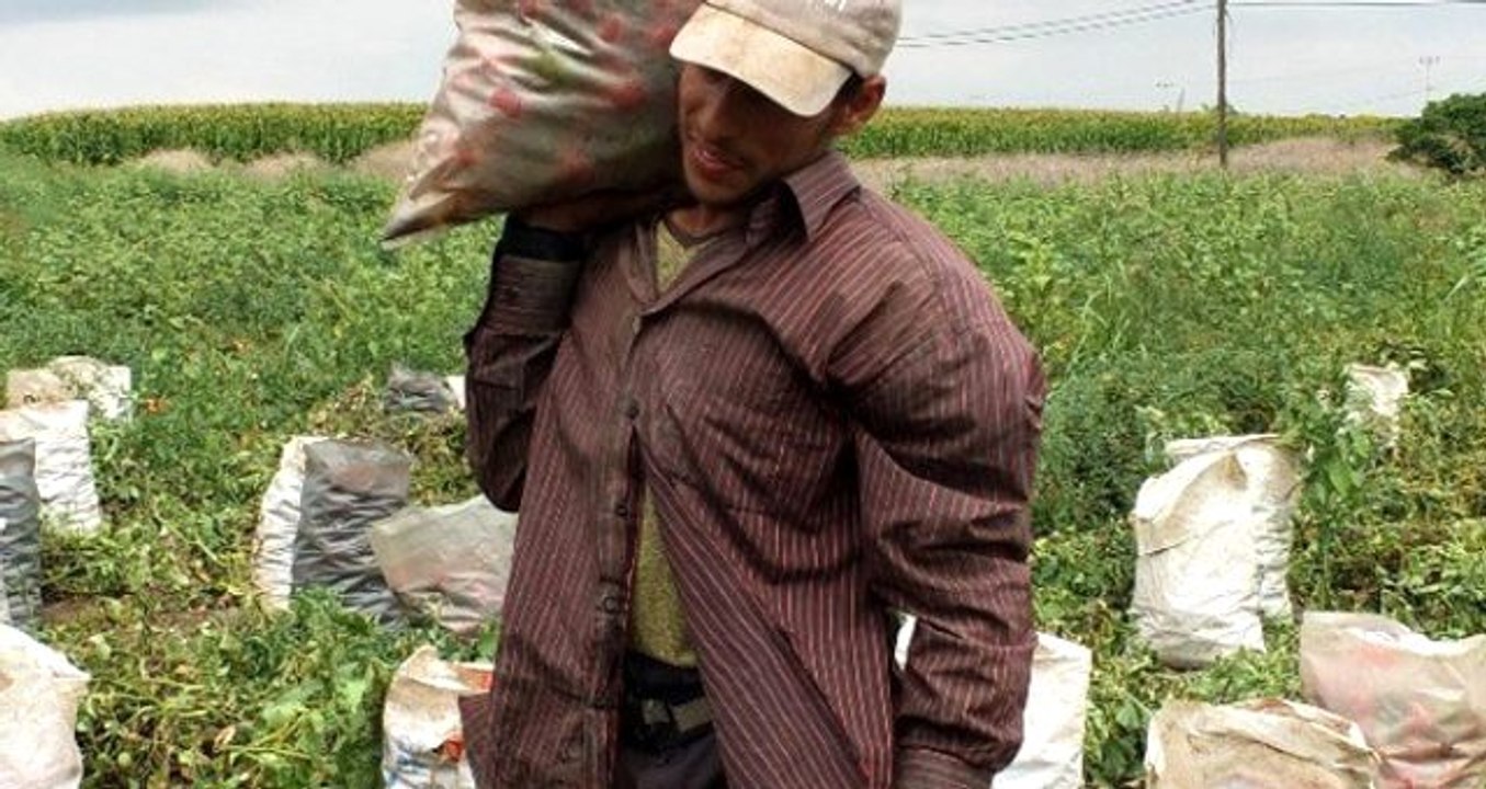 Üreticiler isyanda! Markette 2,5 TL olan domates, tarlada 30 kuruş