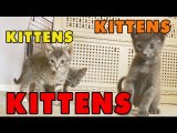 Kittens, Kittens and Kittens- Episode 6
