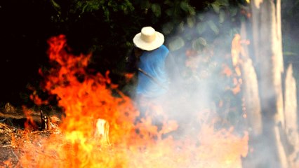 Analysis: Amazon rainforest fire - how can we help?