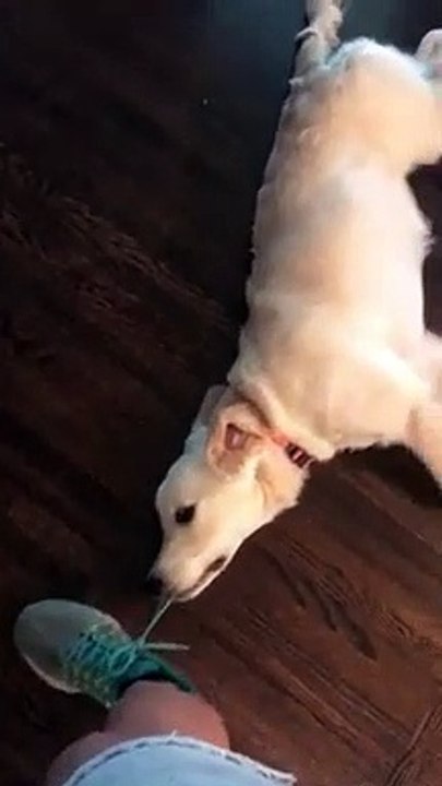 Ce chien tiré au sol en mordant le lacet d'une chaussure !