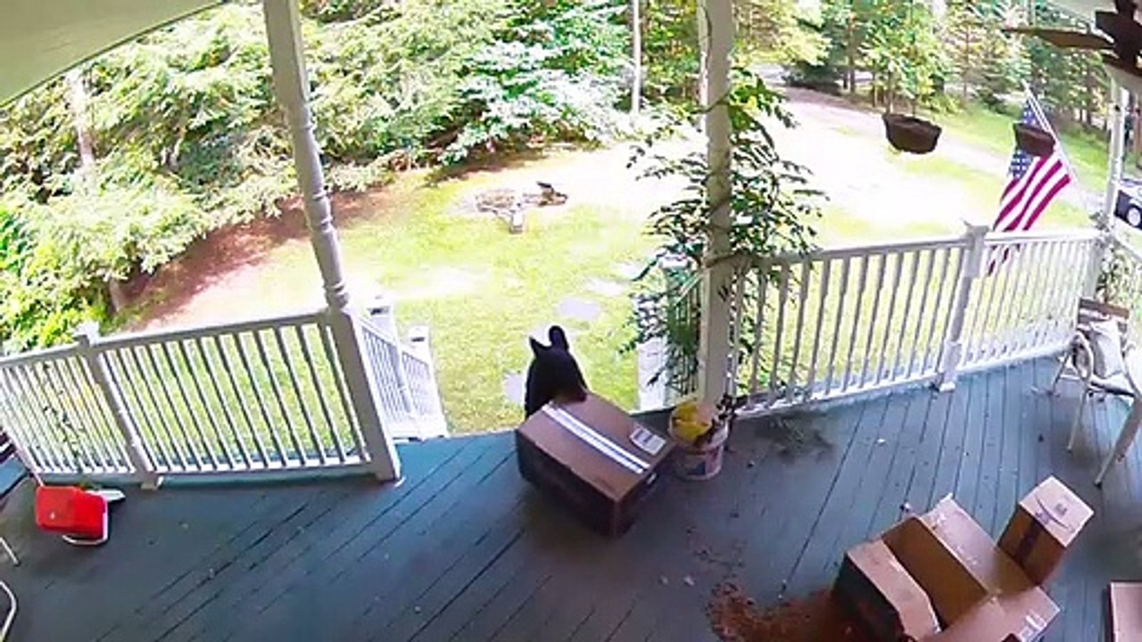 Cet ours emporte un colis posé sur le porche de la maison !