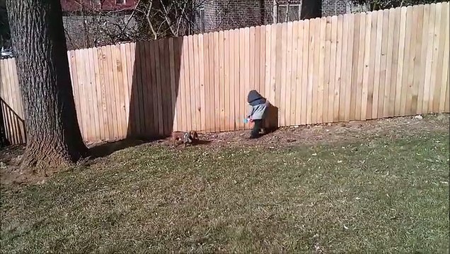 Pas si simple de balader son chien en laisse pour un enfant de 4 ans