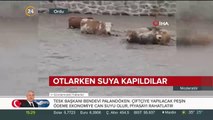 Büyükbaş hayvanlar otlarken sele kapıldı
