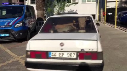Çaldıkları büyükbaş hayvanları otomobille kaçırırken yakalandılar