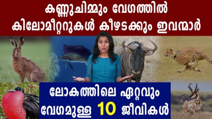 ലോകത്ത് ഏറ്റവും വേഗമുള്ള 10 ജീവികൾ  | Oneindia Malayalam