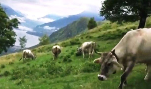 Truffa su contributi europei per agricoltura, sequestri per 10 milioni in Lombardia (22.08.19)