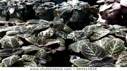 영월출장안마 -후불100%ョØ7ØE7575E0069｛카톡RD654｝ 영월전지역출장안마 영월오피걸 영월출장마사지 영월안마 영월출장마사지 영월콜걸샵㌵⊍≠