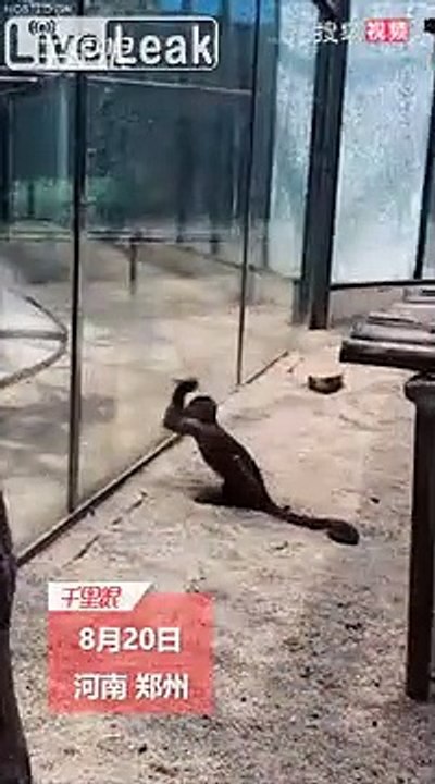 Ce singe casse la vitre au ZOO et prend peur !