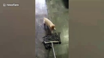 Adorable, ce chiot veut faire le ménage et suit le balai !