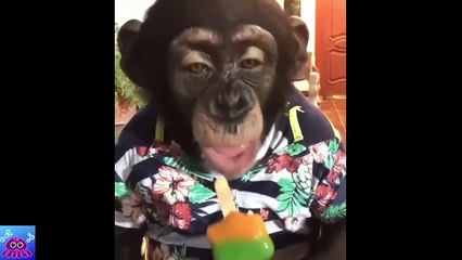 FUNNIEST MONKEYS