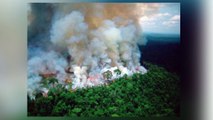 Famosos muestran su indignación por los incendios en Amazonas