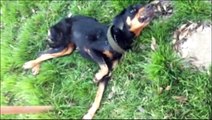 Maus tratos: cachorro debilitado é resgatado em Foz do Iguaçu