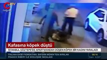 İstanbul'da şoke eden olay! Yolda yürüyen kadının kafasına pitbull düştü