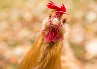 Les poules : les alliées de taille des jardiniers !