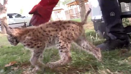 Vaşak yavrusunu biberonla besliyorlar