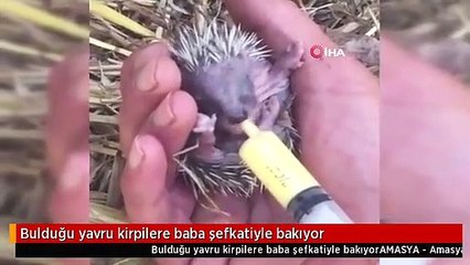Bulduğu yavru kirpilere baba şefkatiyle bakıyor