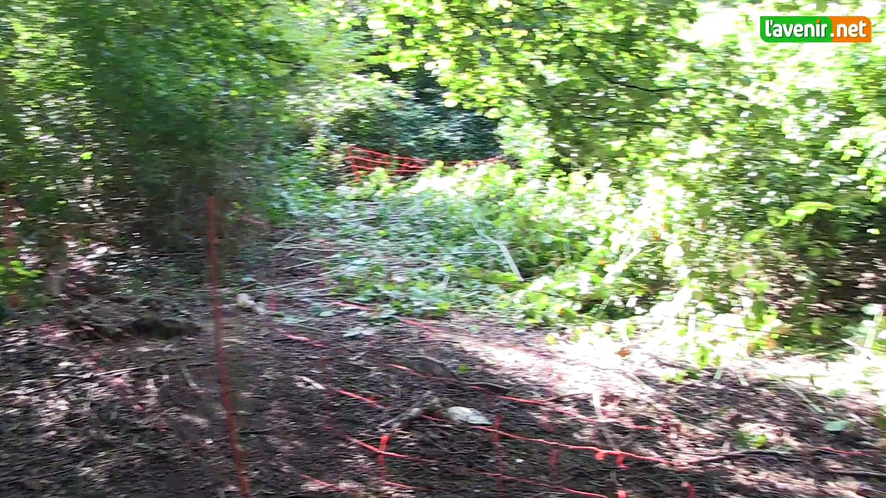 L'Avenir - A Jette, des moutons combattent l'irréductible Renouée du Japon