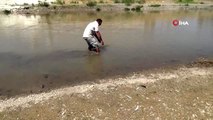 Murat Nehri'nde balık ölümleri endişelendirdi
