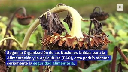 Medio billón de abejas muertas en Brasil debido al uso de pesticidas