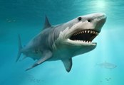 Was wir über Megalodon wissen