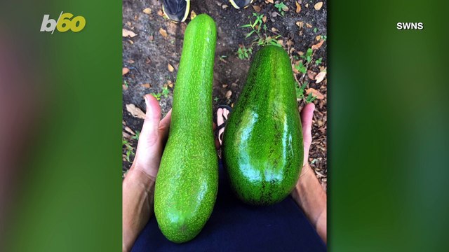 Colossal Fruits! Florida Fruit Company Grows Huge Avocados; Making Millennial Mouths Water!