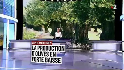 Alpes-Maritimes : inquiétude chez les producteurs d'olives