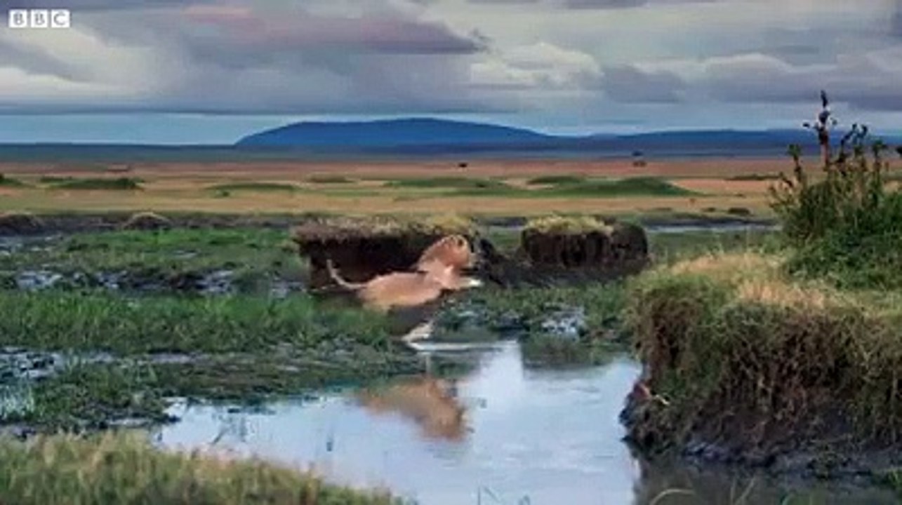 LION VS HYENAS  ON BBC