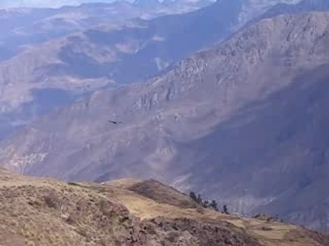 Condor canyon de Colca