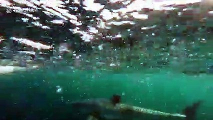 Ce requin blanc ne lâche plus un bateau de touristes en Australie !