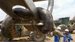 La vérité sur I’anaconda géant de 10 mètres découvert au Brésil