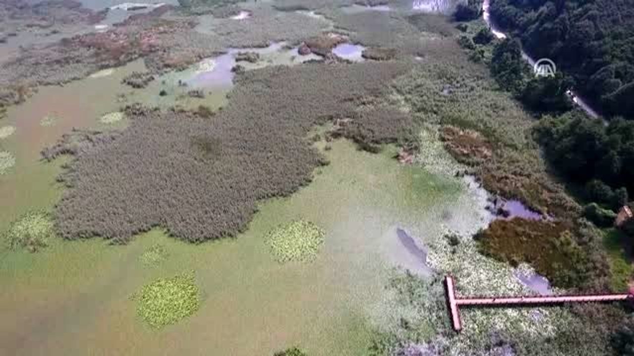 Efteni Kuş Cenneti doğaseverleri büyülüyor - DÜZCE