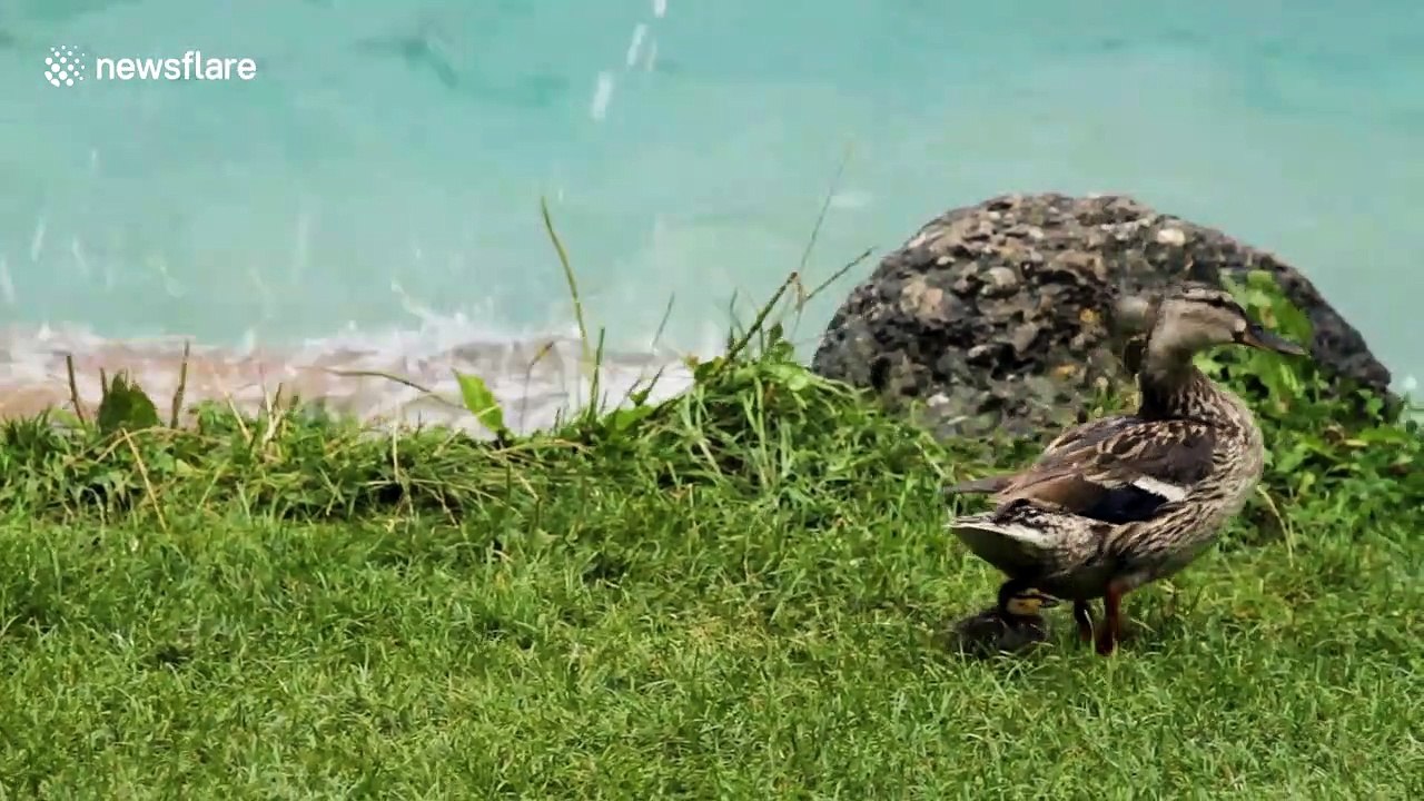 Duckling rescued after separated from mother during thunderstorm at Switzerland lake