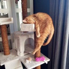 Very Vertical Cat Nap