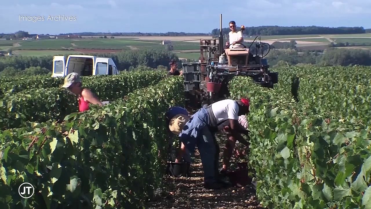 Vendanges : Les vignerons recherchent des saisonniers