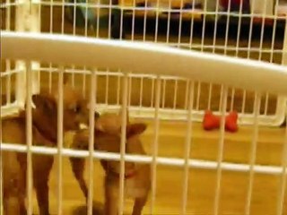 Two chihuahuas holding onto a bone growling